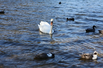 swans on the lake