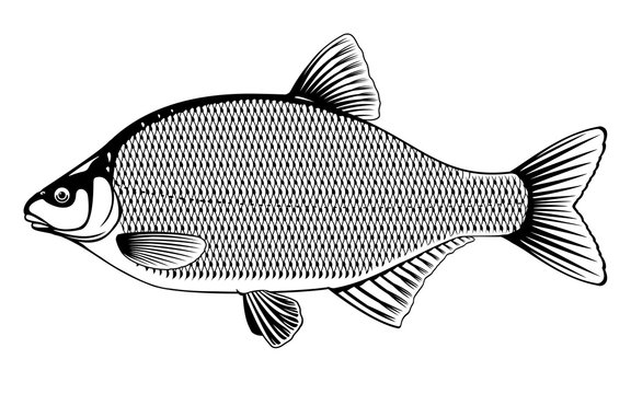 Realistic bream fish in black and white isolated illustration, one freshwater fish on side view