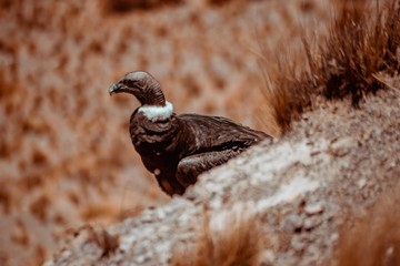 Young condor in desert