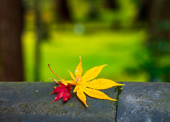 散り紅葉　三千院