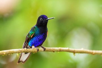 Velvet-purple Coronet - Boissonneaua jardini, beautiful colored hummingbird from western Andean...