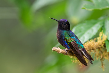 Velvet-purple Coronet - Boissonneaua jardini, beautiful colored hummingbird from western Andean slopes of South America, Amagusa, Ecuador. © David
