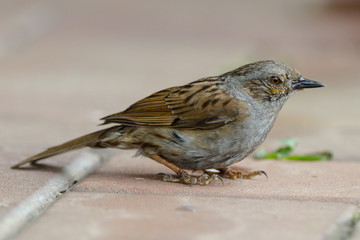 Heckenbraunelle