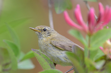 Junge Heckenbraunelle