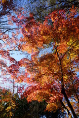 Autumn leaves in the garden of the wedding hall in Karuizawa