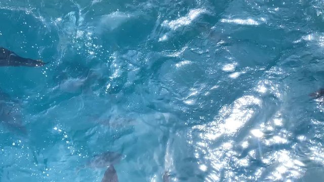 Footage of Bluefin Tuna fish eating on the surface and underwater. Slow motion. 