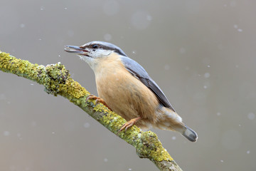 Kleiber Sitta europaea