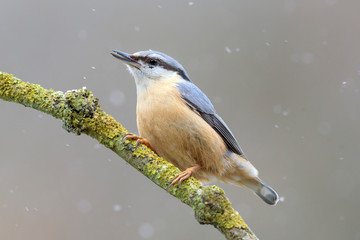 Obraz premium Kleiber Sitta europaea