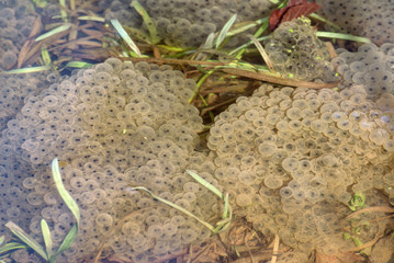 Grasfroschlaich Rana temporaria