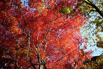 Autumn leaves in the garden of the wedding hall in Karuizawa