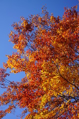 Autumn leaves in the garden of the wedding hall in Karuizawa