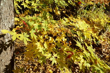 Autumn leaves in the garden of the wedding hall in Karuizawa
