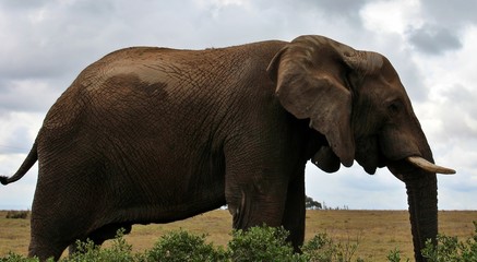 Fototapeta na wymiar the wild animals of South Africa
