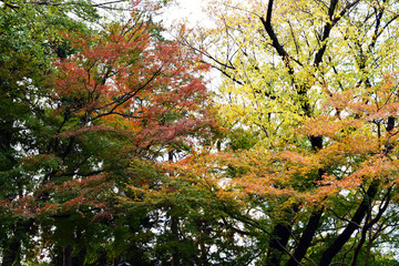 Fototapeta premium 東京 吉祥寺 井の頭公園の紅葉