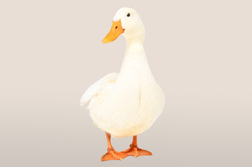 Beautiful duck standing  on a gray background