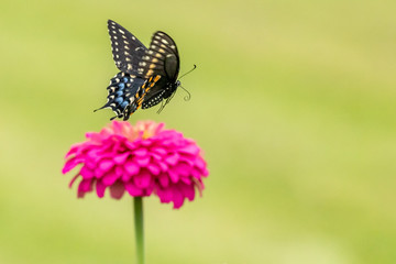 A Black Swallowtail Butterfly feeding on heirlmoom Zinnia flowers in the garden on a summer day.