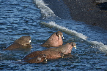 Walrus atlantic, Pechora sea, Russia