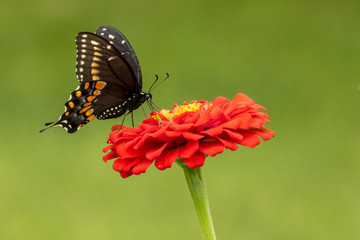 A Black Swallowtail Butterfly feeding on heirlmoom Zinnia flowers in the garden on a summer day.