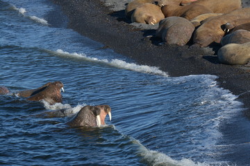 Walrus atlantic, Pechora sea, Russia