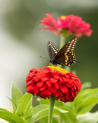 A Black Swallowtail Butterfly feeding on heirlmoom Zinnia flowers in the garden on a summer day.