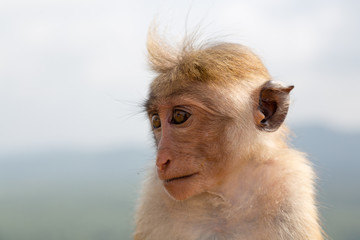 Monkey, Toque Macaque, at Sigirya monument in Sri Lanka