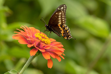 A Black Swallowtail Butterfly feeding on heirlmoom Zinnia flowers in the garden on a summer day.