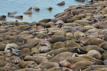 Walrus atlantic, Pechora sea, Russia