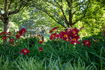 Red Day Lilies Red Day Lilies bloom along a shady, garden path.