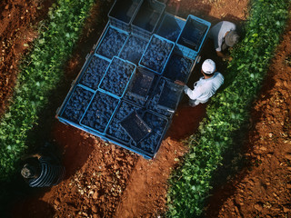  top view Workers collect grapes on the plantation
