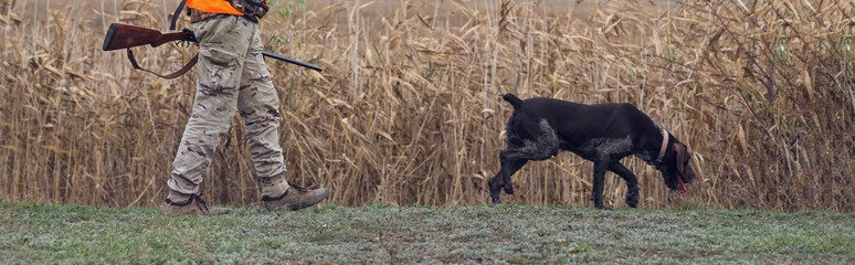 Hunting period, autumn season open. A hunter with a gun in his hands in hunting clothes in the autumn forest in search of a trophy. A man stands with weapons and hunting dogs tracking down the game.