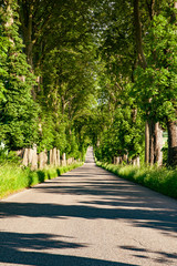 Long straight road with trees on both sides