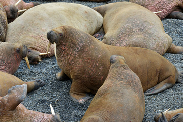 Walrus atlantic, Pechora sea, Russia