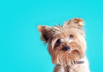 Yorkshire Terrier puppy portrait on a light background