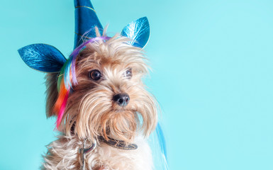 Portrait of a Yorkshire Terrier puppy in a unicorn costume