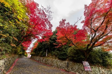 真如院　紅葉