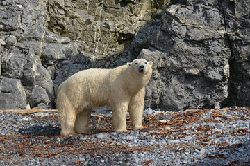 Polar bear, Russia