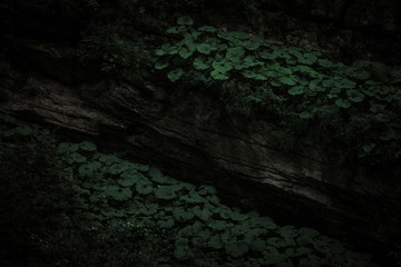 green grass on the rocks in the gorge