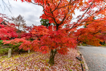 真如院　紅葉