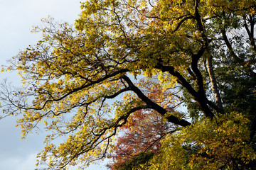 Fototapeta premium 東京 吉祥寺 井の頭公園の紅葉