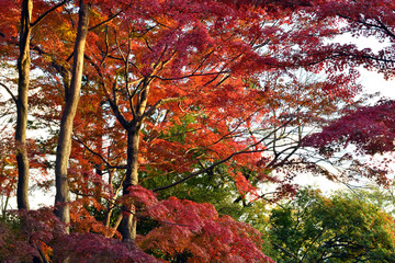 東京 吉祥寺 井の頭公園の紅葉