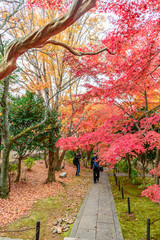 Naklejka premium 真如院 紅葉