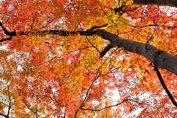 東京吉祥寺 井の頭恩賜公園の紅葉