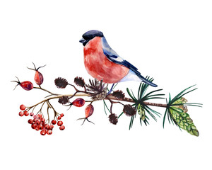 Winter composition with bullfinch, pine cone and branches of forest plants and trees: pine tree, rowan, alder and rose hip. Cozy clip art with atmosphere of winter forest.