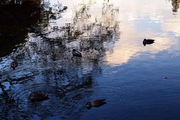東京井の頭公園の池