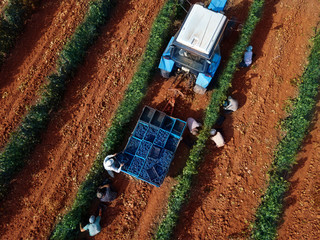  top view of the grape harvest and loading into the tractor on the plantation
