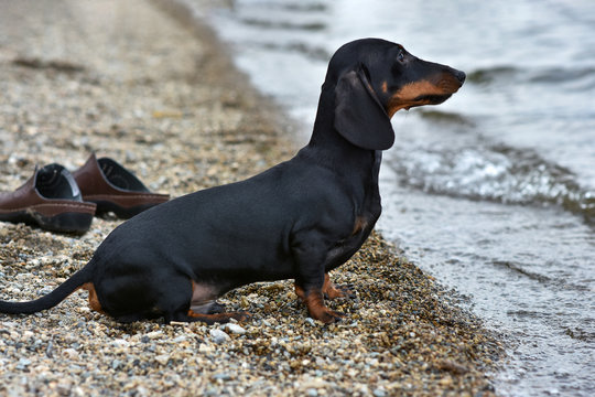 Dachshund breed dog, sits in the evening on the shore of the lake on the background of water and sky.