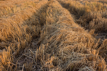 Rice Straw Rice Field Harvest background