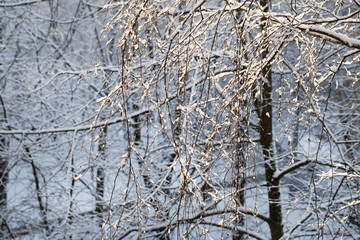 Obraz premium tree branches in snow and ice in a winter forest 