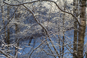 trees in ice in december in the forest