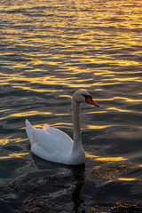Fototapeta premium Swan in the sea at sunset 